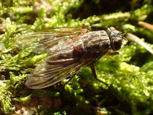 Helina impuncta